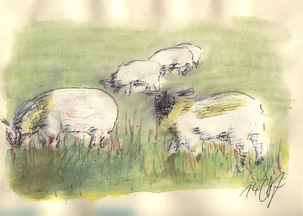 Schafe im Alten Land