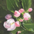Apfelblüten, Acryl, 32x24, 2010