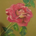 Gartenrose Pastell 32x24  2014