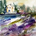 Lavendel in der Toskana