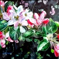 Apfelblüten II