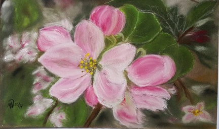 Kirschblüten 